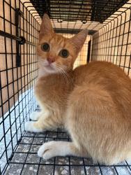 Found/Stray Male Cat last seen Broward st, near Lely HS, South Naples, FL 34113