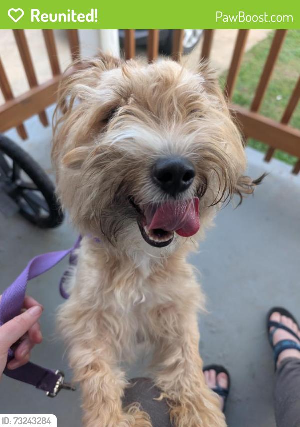 Reunited Male Dog last seen Near Hazelwood Elementary, Baltimore, MD 21206