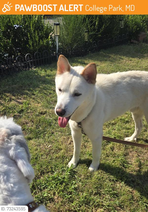 Found/Stray Male Dog last seen Greenbelt Rd, College Park MD, College Park, MD 20740