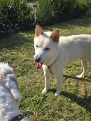 Found/Stray Male Dog last seen Greenbelt Rd, College Park MD, College Park, MD 20740