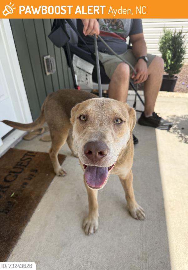 Found/Stray Male Dog last seen Regina lane, Ayden, NC 28513