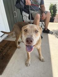 Found/Stray Male Dog last seen Regina lane, Ayden, NC 28513
