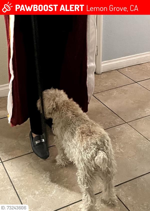 Lost Male Dog last seen Near Myra street, Lemon Grove, CA 91945