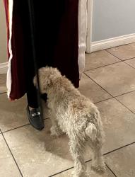 Lost Male Dog last seen Near Myra street, Lemon Grove, CA 91945