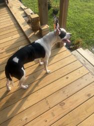 Found/Stray Male Dog last seen Near / Marietta Rd SE, Perry County, OH 43764