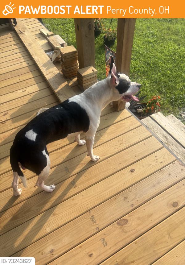 Found/Stray Male Dog last seen Near / Marietta Rd SE, Perry County, OH 43764