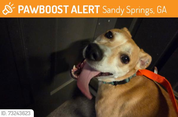 Found/Stray Female Dog last seen Mountain Brook Way and Old Creek trail, Sandy Springs, GA 30328