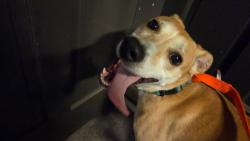 Found/Stray Female Dog last seen Mountain Brook Way and Old Creek trail, Sandy Springs, GA 30328