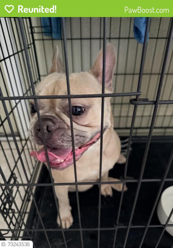 Reunited Female Dog last seen Sedgeway Ln, Carrollton, TX 75006, USA, Carrollton, TX 75006