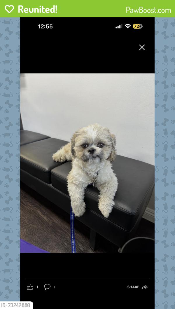 Reunited Male Dog last seen la sena ave, Baldwin Park, CA 91706