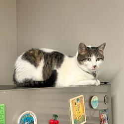 Lost Female Cat last seen Amster Rd North Chesterfield, Richmond, VA 23225