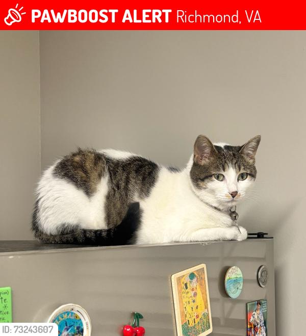 Lost Female Cat last seen Amster Rd North Chesterfield, Richmond, VA 23225