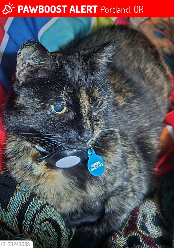 Lost Female Cat last seen N Williams and Shaver, Portland, OR 97212