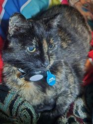 Lost Female Cat last seen N Williams and Shaver, Portland, OR 97212