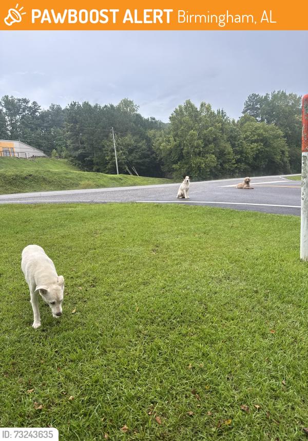 Found/Stray Unknown Dog last seen Hwy 78 and Brownlee road, Birmingham, AL 35210