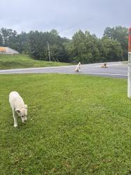Found/Stray Unknown Dog last seen Hwy 78 and Brownlee road, Birmingham, AL 35210