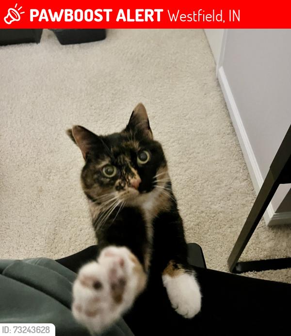 Lost Female Cat last seen Setter's Run Pool and Playground- Short Terrace and Shine Court Carmel, IN, Westfield, IN 46033