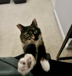 Lost Female Cat last seen Setter's Run Pool and Playground- Short Terrace and Shine Court Carmel, IN, Westfield, IN 46033