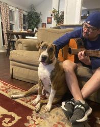 Lost Female Dog last seen Timber Ranch, San Antonio, TX 78250