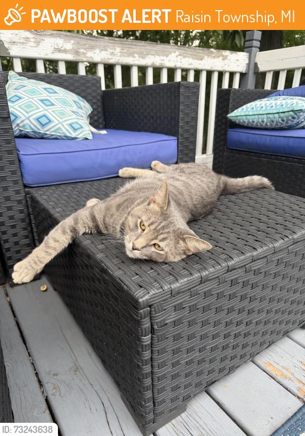 Found/Stray Unknown Cat last seen Robin Hood Lane, Raisin Township, MI 49221