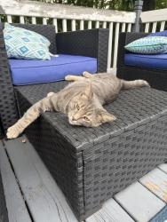 Found/Stray Unknown Cat last seen Robin Hood Lane, Raisin Township, MI 49221