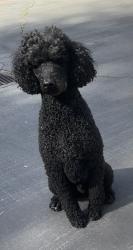 Reunited Male Dog last seen Last seen behind the Chevron on Woodside Rd in Woodside, Woodside, CA 94062