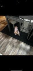 Lost Female Dog last seen Teal run, Fresno, TX 77545