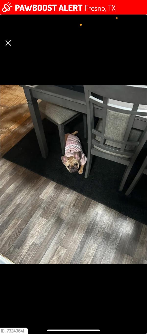 Lost Female Dog last seen Teal run, Fresno, TX 77545