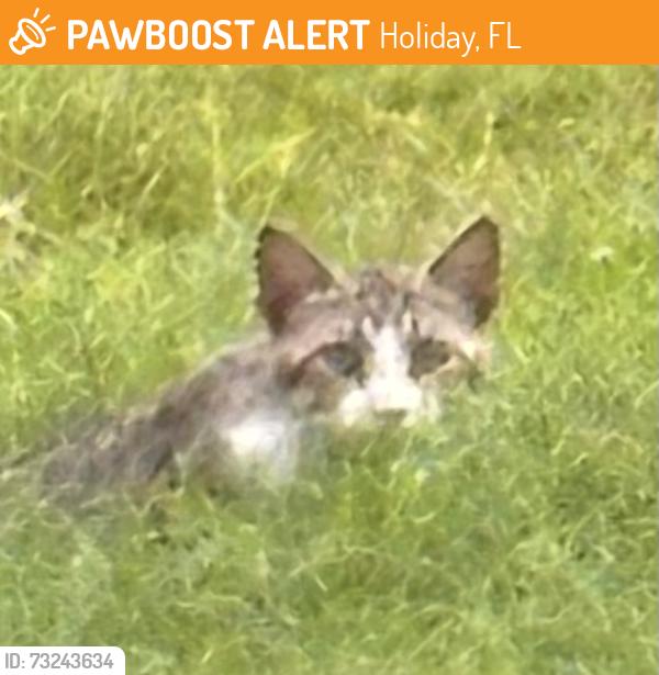 Found/Stray Unknown Cat last seen Luma Drive and Springfield, Holiday, FL 34691