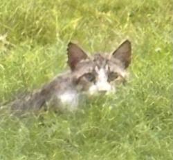 Found/Stray Unknown Cat last seen Luma Drive and Springfield, Holiday, FL 34691