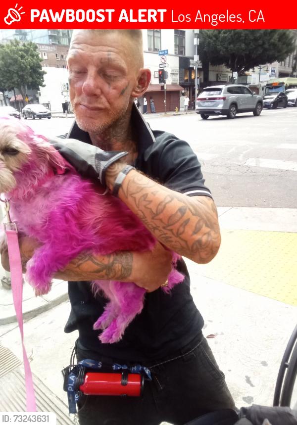 Lost Female Dog last seen broadway and 7th Street of Los angles downtown., Los Angeles, CA 90014