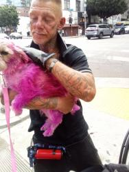 Lost Female Dog last seen broadway and 7th Street of Los angles downtown., Los Angeles, CA 90014