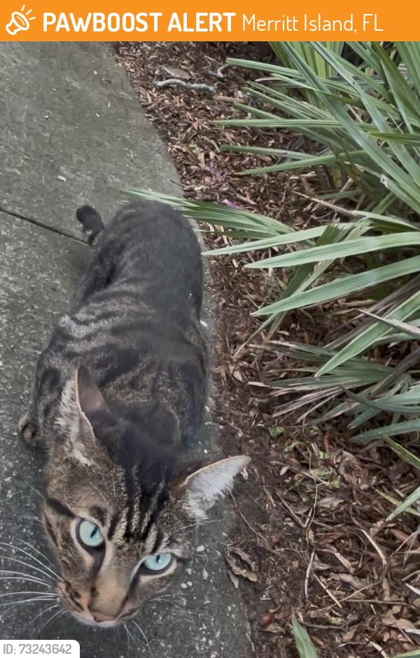 Found/Stray Male Cat last seen S courtenay pkwy, Merritt Island, FL 32952