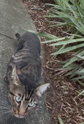 Found/Stray Male Cat last seen S courtenay pkwy, Merritt Island, FL 32952