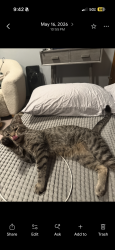 Lost Male Cat last seen University and Dry Creek, Centennial, CO 80122