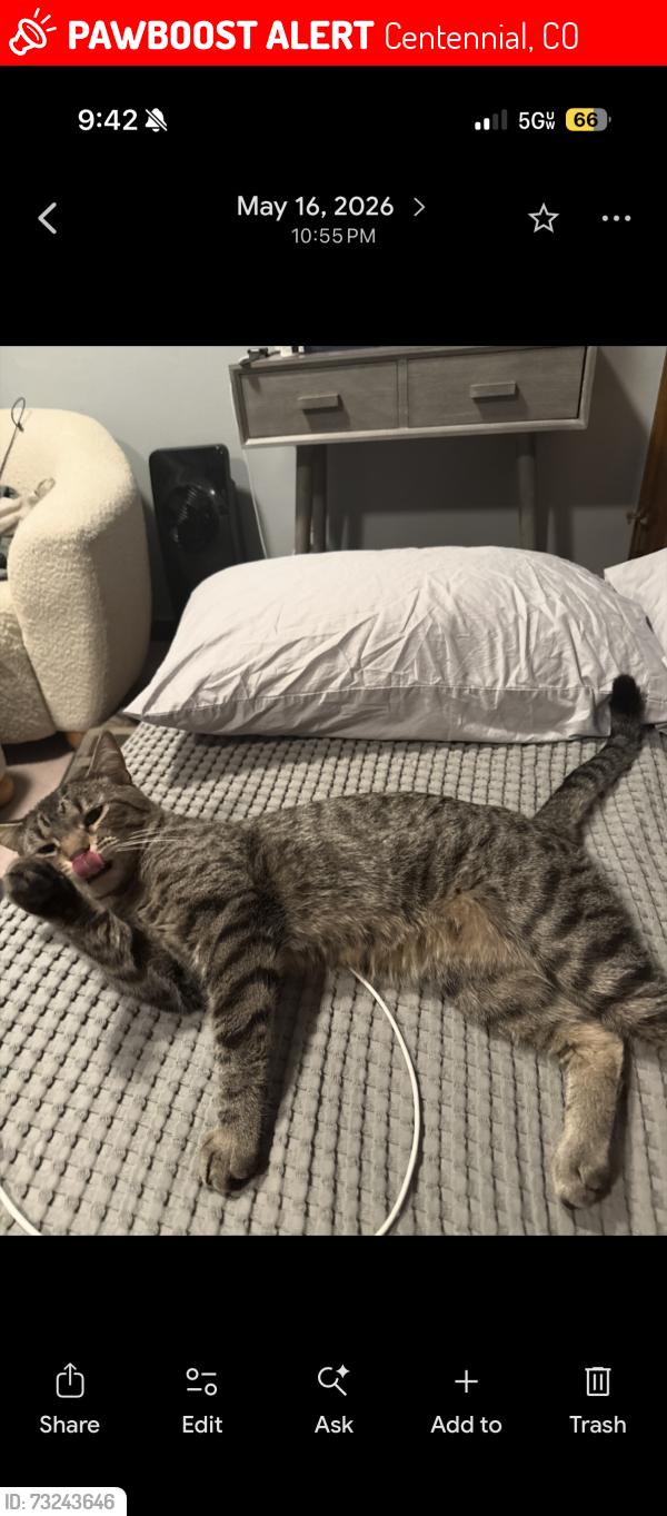 Lost Male Cat last seen University and Dry Creek, Centennial, CO 80122
