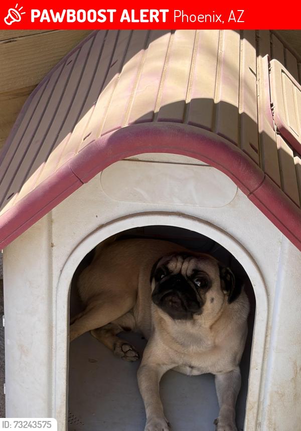 Lost Male Dog last seen N 19 ave and Van Buren, Phoenix, AZ 85007