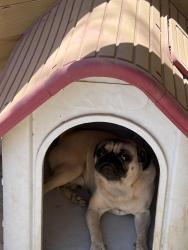Lost Male Dog last seen N 19 ave and Van Buren, Phoenix, AZ 85007
