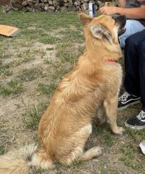 Found/Stray Unknown Dog last seen Waterway Pass, New Braunfels, TX 78130