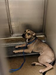 Shelter Stray Male Dog last seen LINDENWOOD WY/ALDERSON AVE, 95826, 3839 Bradshaw Rd, Sacramento, CA 95827, USA