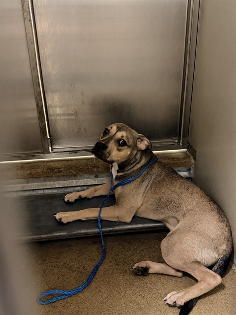 Shelter Stray Male Dog last seen LINDENWOOD WY/ALDERSON AVE, 95826, 3839 Bradshaw Rd, Sacramento, CA 95827, USA