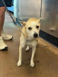 Shelter Stray Female Dog last seen , 14409 Vanowen St, Van Nuys, CA 91405, USA