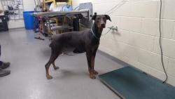 Shelter Stray Male Dog last seen Near BLOCK N QUITMAN ST, DENVER CO 80204, 1241 W Bayaud Ave, Denver, CO 80223, USA