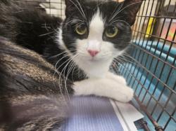 Shelter Stray Female Cat last seen , 3201 Lacy St, Los Angeles, CA 90031, USA