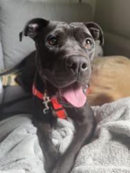Shelter Stray Male Dog last seen Near, 2600 S Harding St, Indianapolis, IN 46221, USA