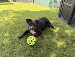Shelter Stray Male Dog last seen ORANGE X OLEANDER, 333 Chandler Pl, San Bernardino, CA 92408, USA