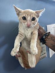 Shelter Stray Female Cat last seen N SIERRA WAY & E TEMPLE ST, SAN BERNARDINO, CA, 92410, USA, 333 Chandler Pl, San Bernardino, CA 92408, USA