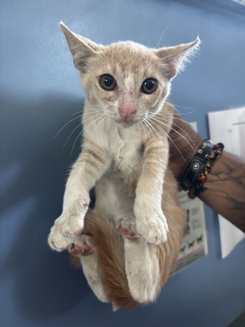 Shelter Stray Female Cat last seen N SIERRA WAY & E TEMPLE ST, SAN BERNARDINO, CA, 92410, USA, 333 Chandler Pl, San Bernardino, CA 92408, USA