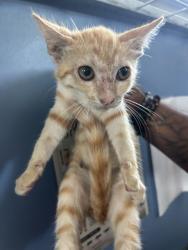 Shelter Stray Male Cat last seen N SIERRA WAY & E TEMPLE ST, SAN BERNARDINO, CA, 92410, USA, 333 Chandler Pl, San Bernardino, CA 92408, USA