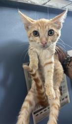 Shelter Stray Male Cat last seen N SIERRA WAY & E TEMPLE ST, SAN BERNARDINO, CA, 92410, USA, 333 Chandler Pl, San Bernardino, CA 92408, USA